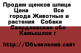 Продам щенков шпица › Цена ­ 20 000 - Все города Животные и растения » Собаки   . Свердловская обл.,Камышлов г.